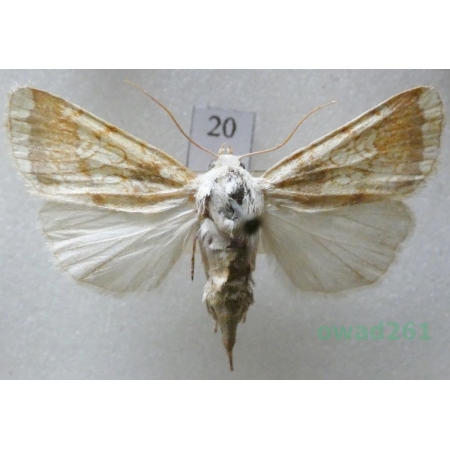 Dicycla oo (Linnaeus, 1758) Slovakia20